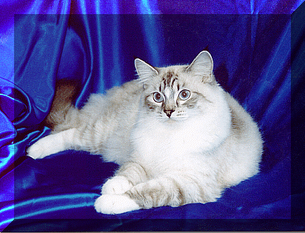 Penny2.gif (140489 bytes)