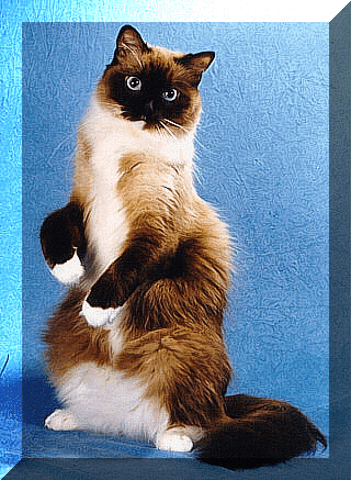 SheBopsAdult2.gif (126932 bytes)