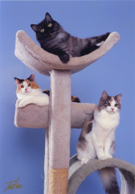 cat tree100.jpg (53775 bytes)