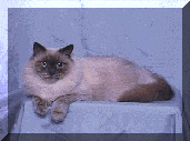 new-1purrecious.gif (20656 bytes)