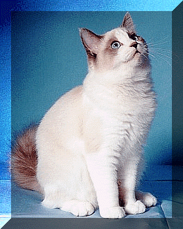 sassy2.gif (69811 bytes)