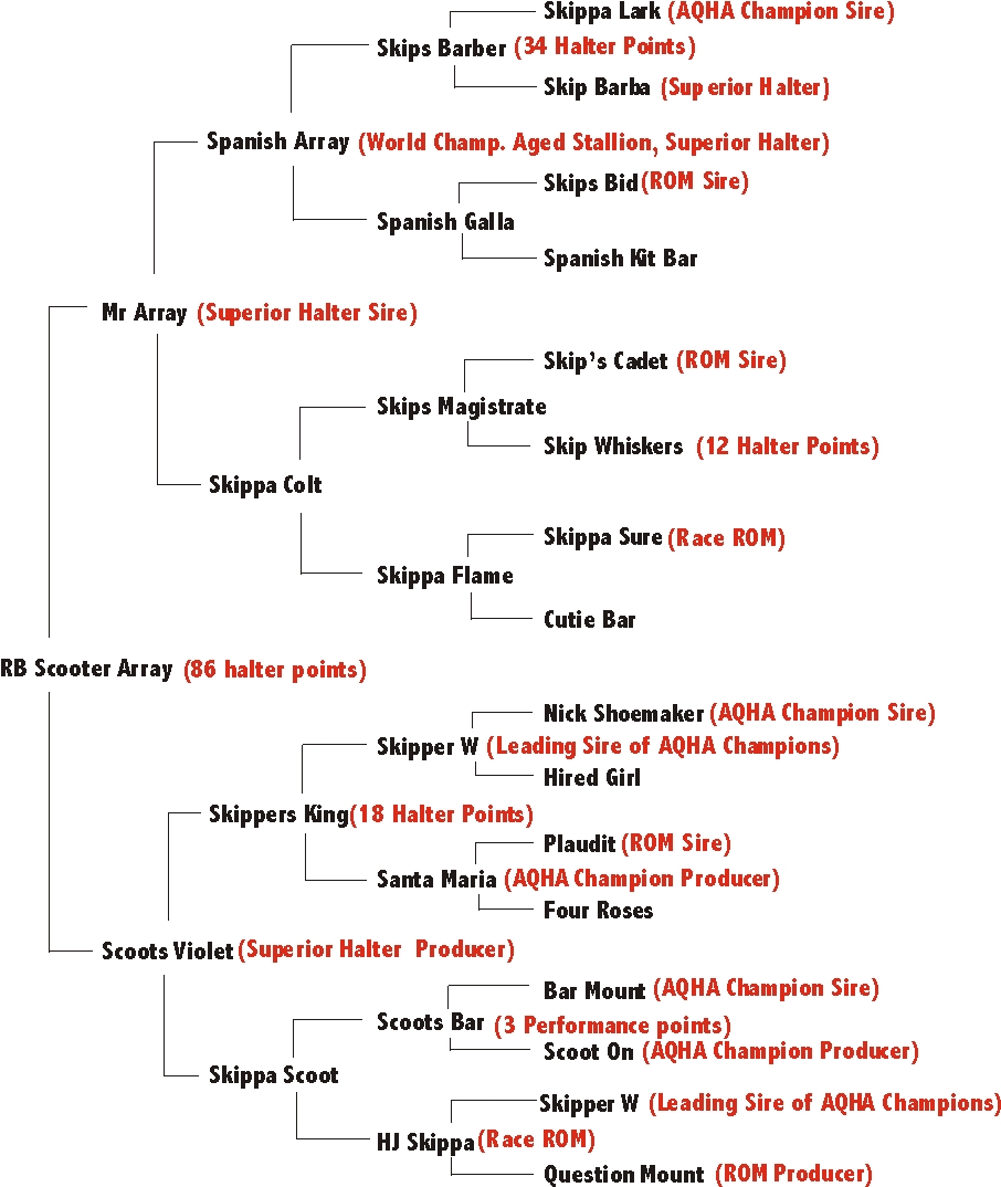 Scooter's pedigree.jpg (344967 bytes)