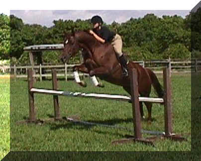 bobbi3.jpg (48564 bytes)